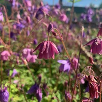 Semiaquilegia adoxoides 